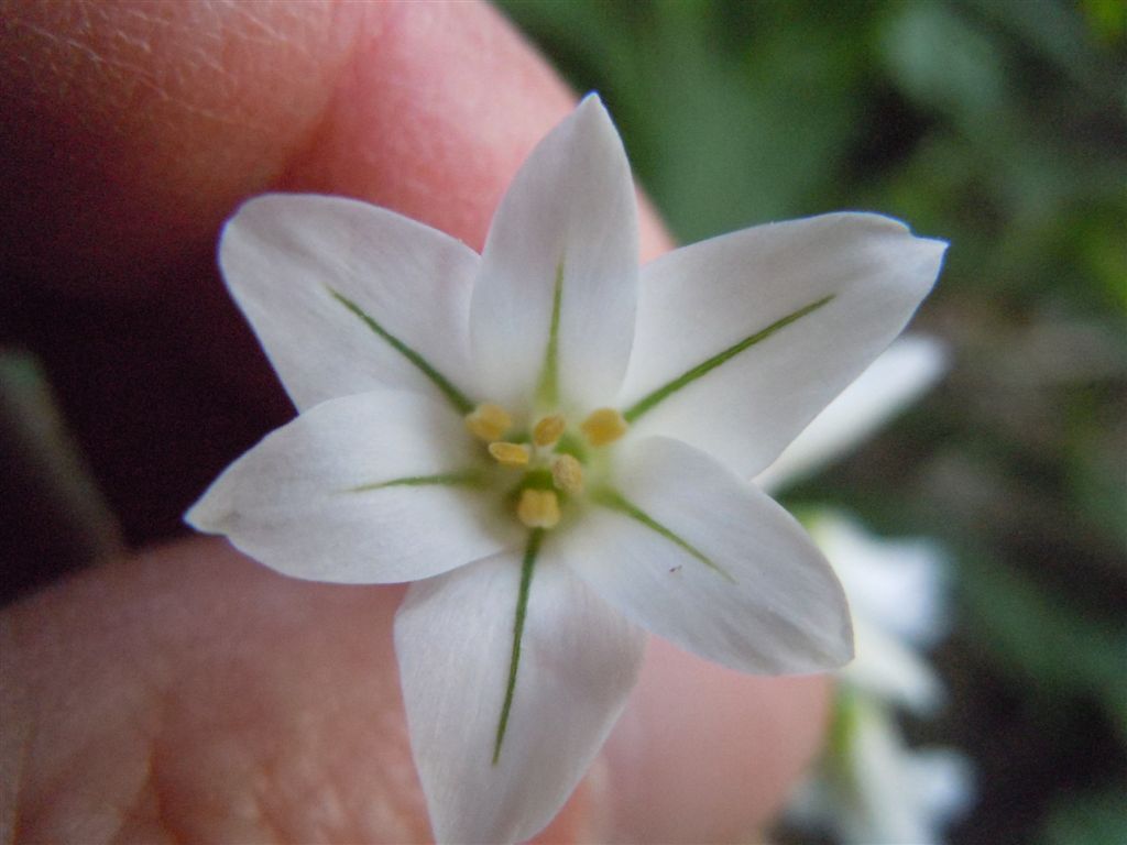 Fiorellini bianchi - Allium triquetrum L.